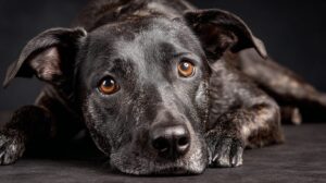 Os Melhores Petiscos Calmante para Cães Ansiosos: Soluções Aprovadas por Veterinários que Realmente Funcionam