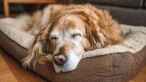 The Ultimate Guide to Comfort for Your Giant Dog: Best Dog Beds for Large Breeds Review 2026