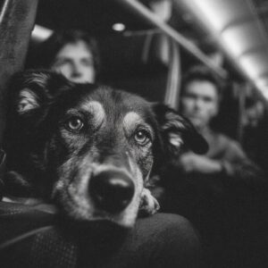 Portadores de perros para viajes en avión: 5 opciones aprobadas por veterinarios que realmente pasan los controles de TSA