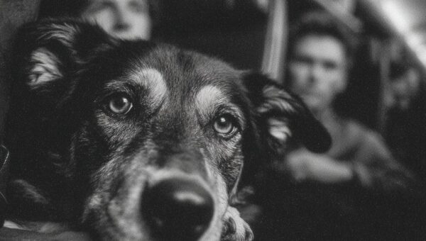 Air Travel Dog Carriers: 5 Vet-Approved Picks That Actually Pass TSA Checks