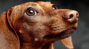 La mejor comida para perros para la pérdida de peso en 2026: Guía aprobada por veterinarios para patas sanas