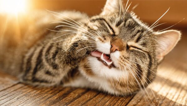 Jenseits des Putzens: Der umfassende Leitfaden zur Katzenzahnpflege, der tatsächlich funktioniert (Präventionstipps und Kostenaufschlüsselung)