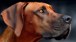 Wie man die richtige Hunderasse für die Familie auswählt: Ein stressfreier Leitfaden über das hinaus, was süß ist