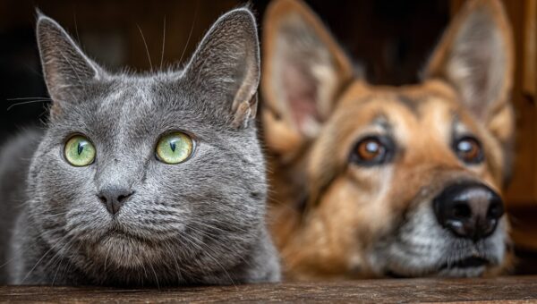 Umfassender Leitfaden: So stellen Sie eine neue Katze Ihrem Hund vor