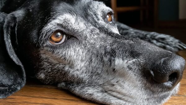 Hunde bellen Fremde ab: 7 bewährte Methoden, die wirklich funktionieren