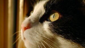 Der ultimative Leitfaden zur Auswahl des besten Katzenfutters: Überprüfung und Bewertung