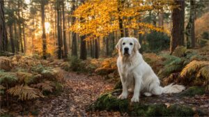 Warum braucht mein Hund eine Gesundheitsprüfung? Ein wesentlicher Leitfaden für Tierbesitzer