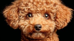 Comida para perros con alergias: La guía respaldada por la ciencia para encontrar alivio sin romper el banco