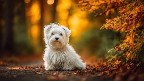 La Guía Definitiva de Alimentos Crudos para Perros: Seguridad, Nutrición y Consejos Simples para la Transición