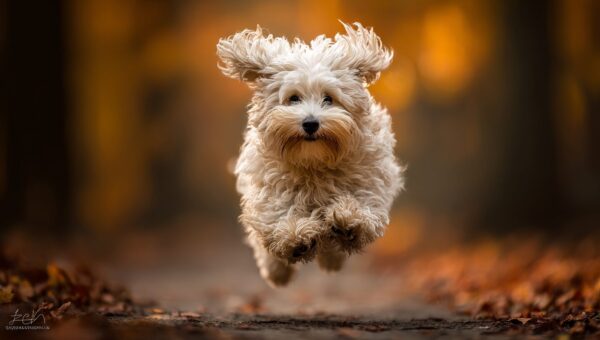 Meilleures assurances pour animaux de compagnie pour chiens en 2026 : comparaison à l’épreuve du futur et top 5 des choix