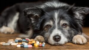 Guide complet sur les compléments alimentaires pour les articulations des chiens : la glucosamine