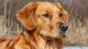 Comment choisir la bonne race de chien pour votre famille : un guide sans stress au-delà de la mignonnerie