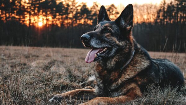 Guia de Cuidado com Cães Idosos: Domínio da Nutrição e Exercícios para uma Vida Mais Longa e Saudável