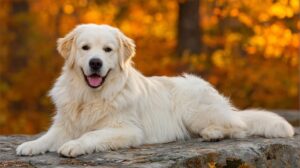 Por que meu cachorro precisa de cuidados dentários? Um guia abrangente