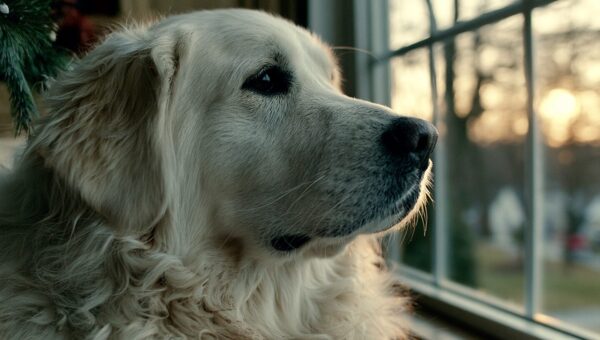 Dog Limping But Not Crying: A Triage Guide for the Quiet Stoic Limp