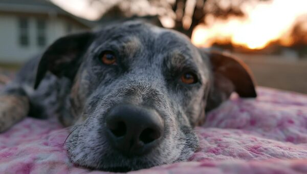 ¿Por qué mi perro necesita un chequeo de salud? Guía esencial para dueños de mascotas