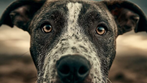 Meilleure nourriture pour chiens de type Pit Bull : 7 formules hautement notées pour 2026