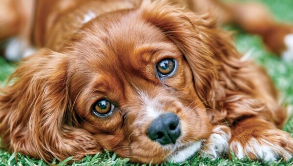 Les meilleures solutions approuvées par les vétérinaires pour la prévention des puces et des tiques chez les chiens