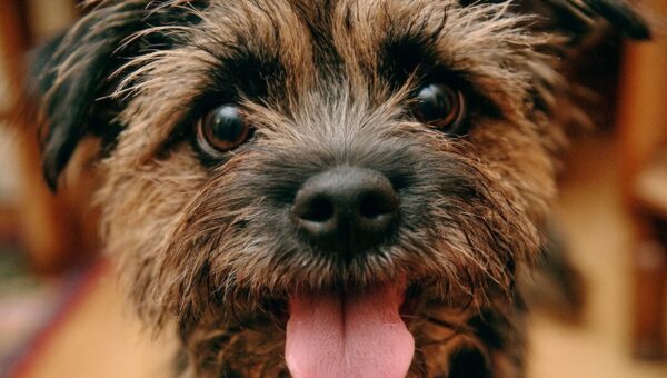 Pourquoi mon chien a-t-il besoin de soins dentaires ? Un guide complet