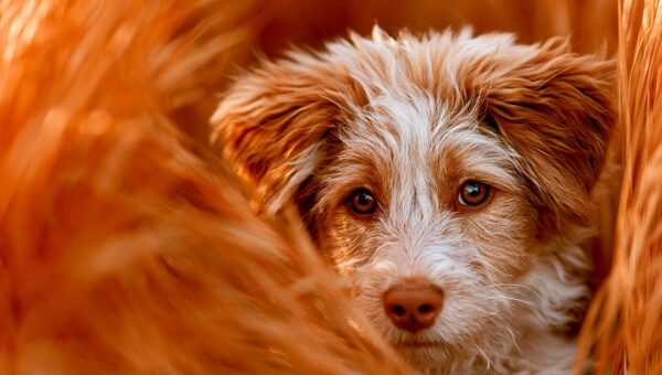 How to Socialize a Fearful Dog: A Counter-Conditioning Plan That Works