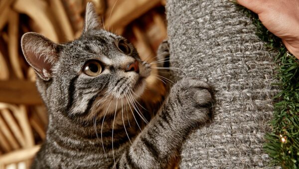 Guia Completo para os Melhores Postos de Raspar para Gatos: Avaliação